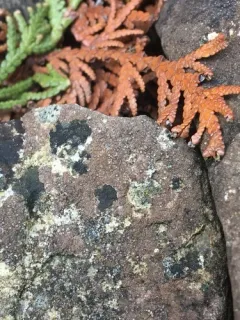 Hymenelia epulotica thumbnail 1