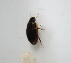 Cymbiodyta blanchardi thumbnail 2