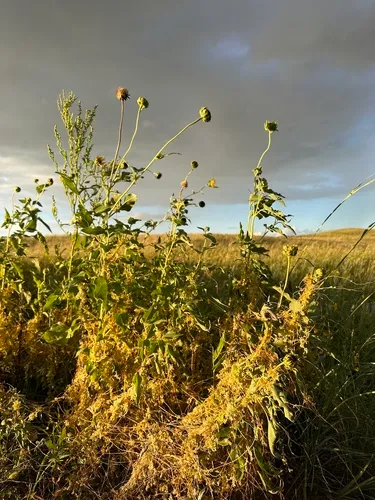 Cusp Dodder