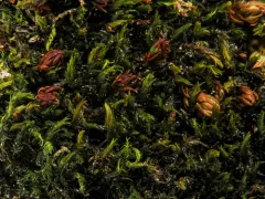 Macoun's Rock Moss thumbnail 2