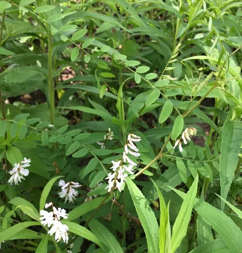 Carolina Vetch