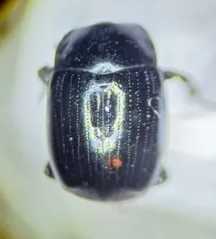 American False Clown Beetle thumbnail 3