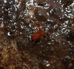 Sclerobunus nondimorphicus thumbnail 3