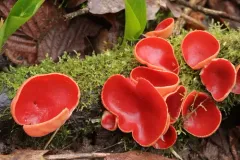 Scarlet Elfcup thumbnail 1