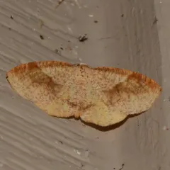 Barred Umber thumbnail 3