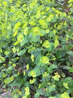 wood spurge thumbnail 4