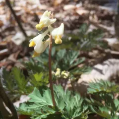 Dutchman's breeches thumbnail 3