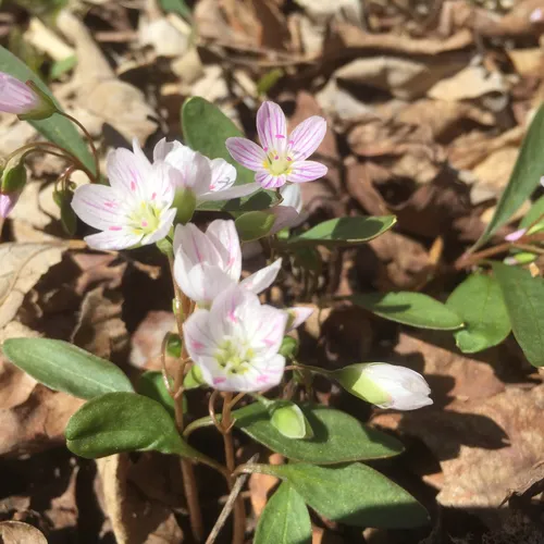 Carolina Springbeauty