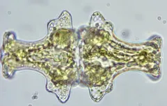 Euastrum insigne thumbnail 1