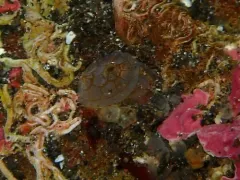 Chelyosoma columbianum thumbnail 3
