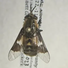 Bothersome Deer Fly thumbnail 1