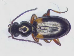 Bembidion mutatum thumbnail 2