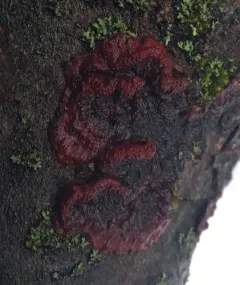 Tree Bacon thumbnail 3