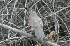 Gambel's Quail thumbnail 3
