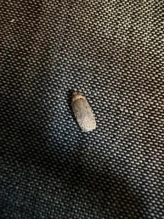 Agonopterix nigrinotella thumbnail 4