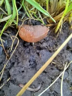 Tandonia kusceri thumbnail 2