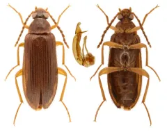 Mycetochara bicolor thumbnail 3