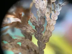 Pestalotiopsis Tip Blight thumbnail 1