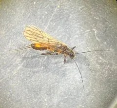 Pygmy Snowfly thumbnail 3