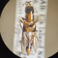 Oxyporus occipitalis thumbnail 1