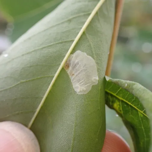 Black Locust Leafminer