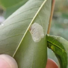 Black Locust Leafminer thumbnail 1