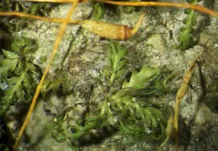 Fissidens bushii thumbnail 2