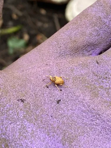 Filbert Weevil