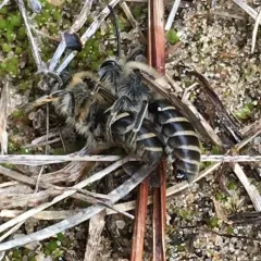 Unequal Cellophane Bee thumbnail 2