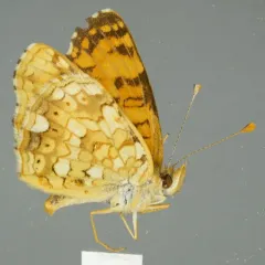 Pale Crescent thumbnail 1