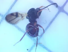 Diplolepis ignota thumbnail 2