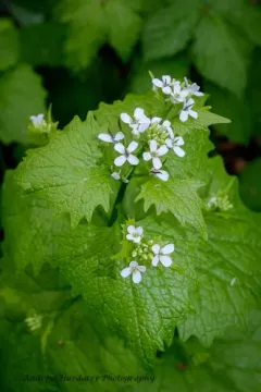 garlic mustard thumbnail 3