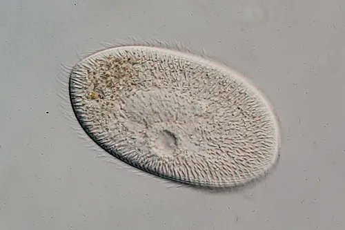 Frontonia angusta