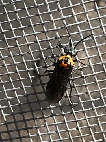 Early Sawfly