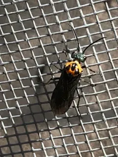 Early Sawfly thumbnail 1