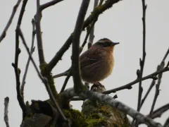 Siberian Accentor thumbnail 3