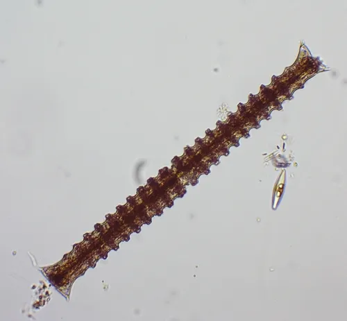 Triploceras verticillatum
