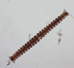 Triploceras verticillatum thumbnail 1