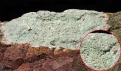Loxospora elatina thumbnail 3