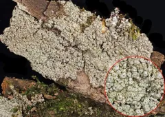 Paul's Super Lichen thumbnail 2