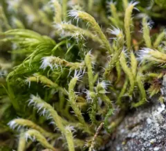 Starry Hoarmoss thumbnail 2