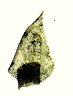 Kneiff's hook-moss thumbnail 3