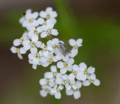 Schreckensteinia erythriella thumbnail 3