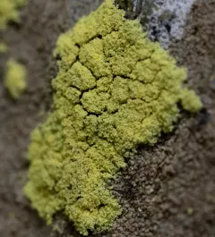Crusty Gold-dust Lichen thumbnail 4