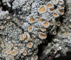 Double-Rimmed Saucer Lichen thumbnail 3