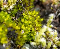Taper-leaved Earth-moss thumbnail 4