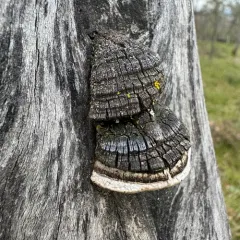 Manzanita Hoof Polypore thumbnail 2
