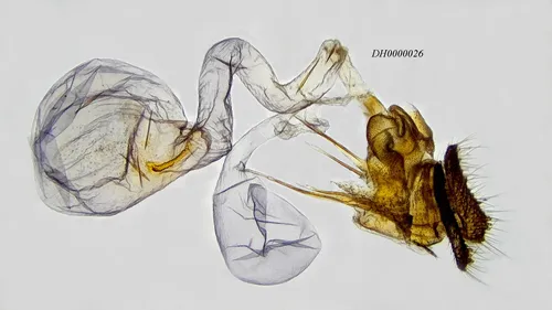Sparganothis tunicana