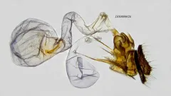 Sparganothis tunicana thumbnail 1