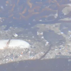Mosshead Sculpin thumbnail 4